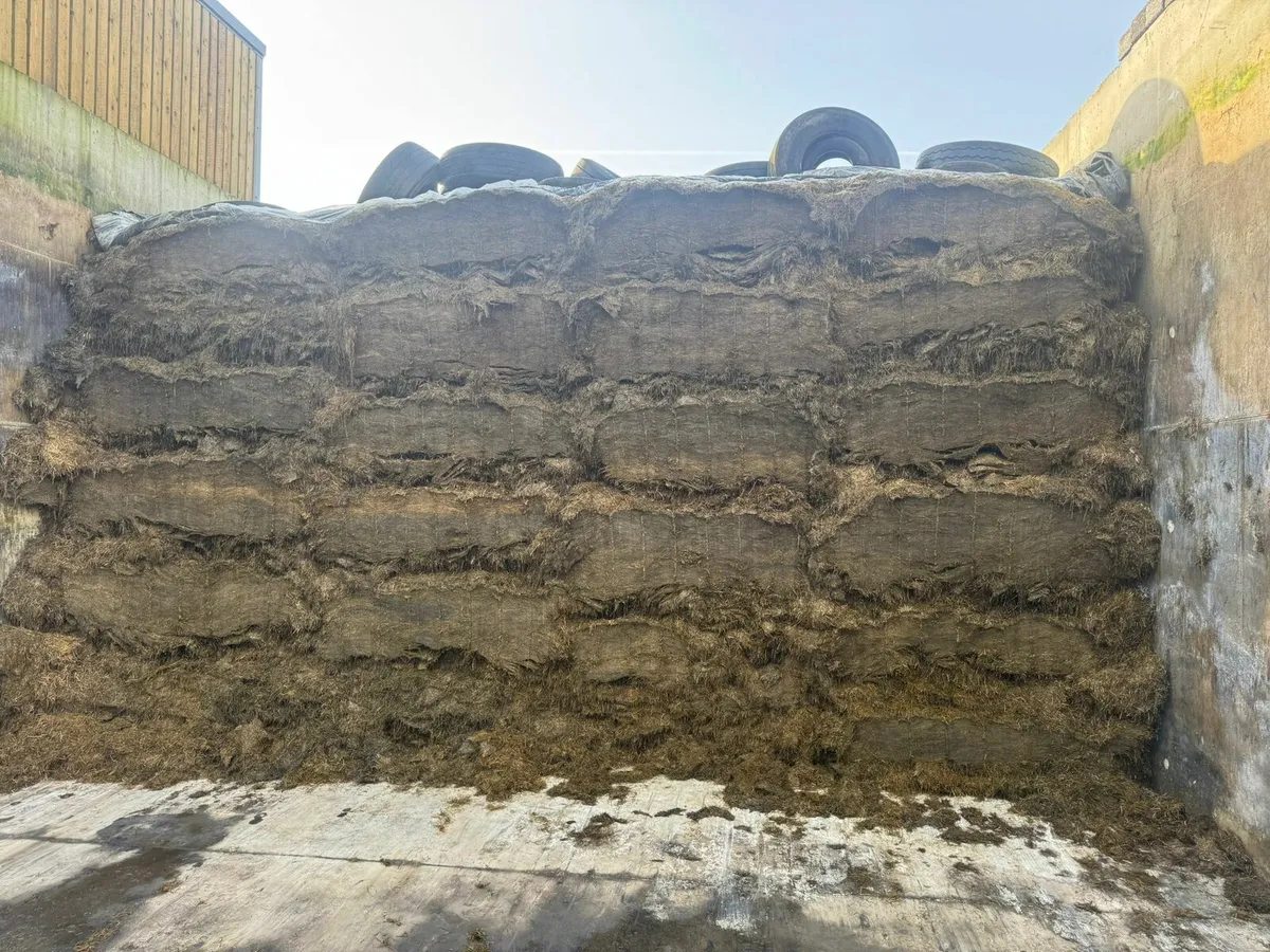 Pit silage - Image 2