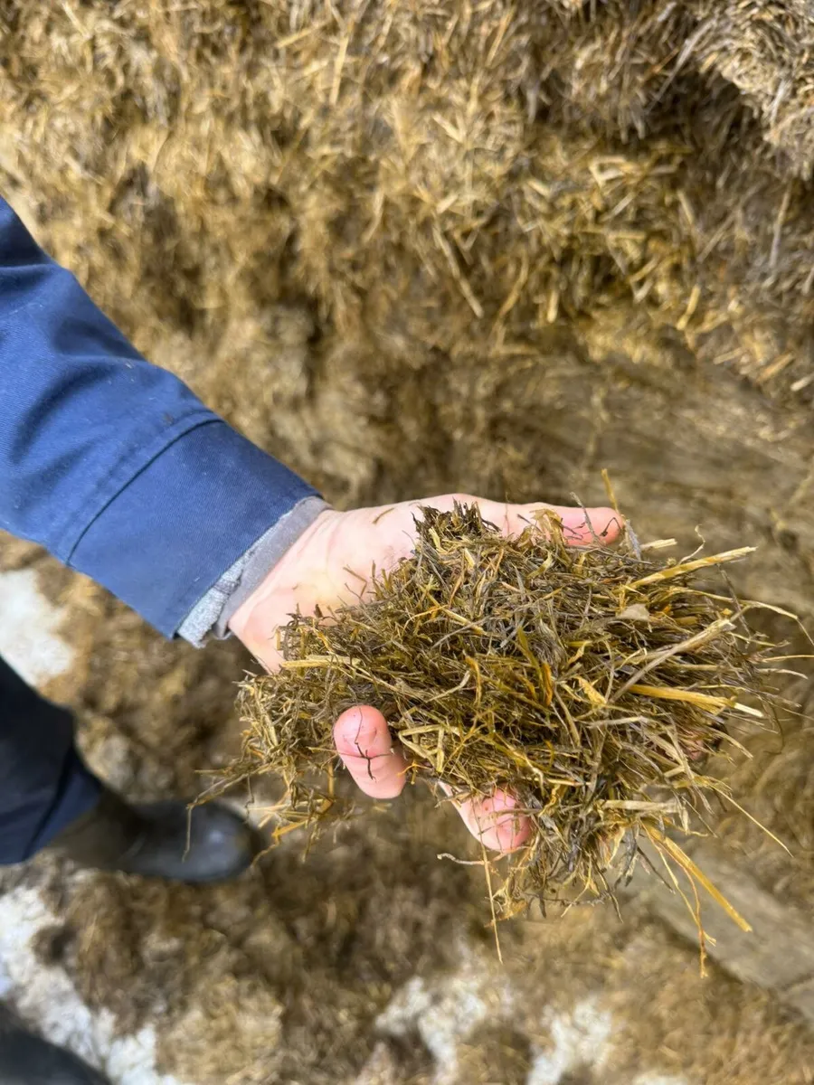Pit silage - Image 1