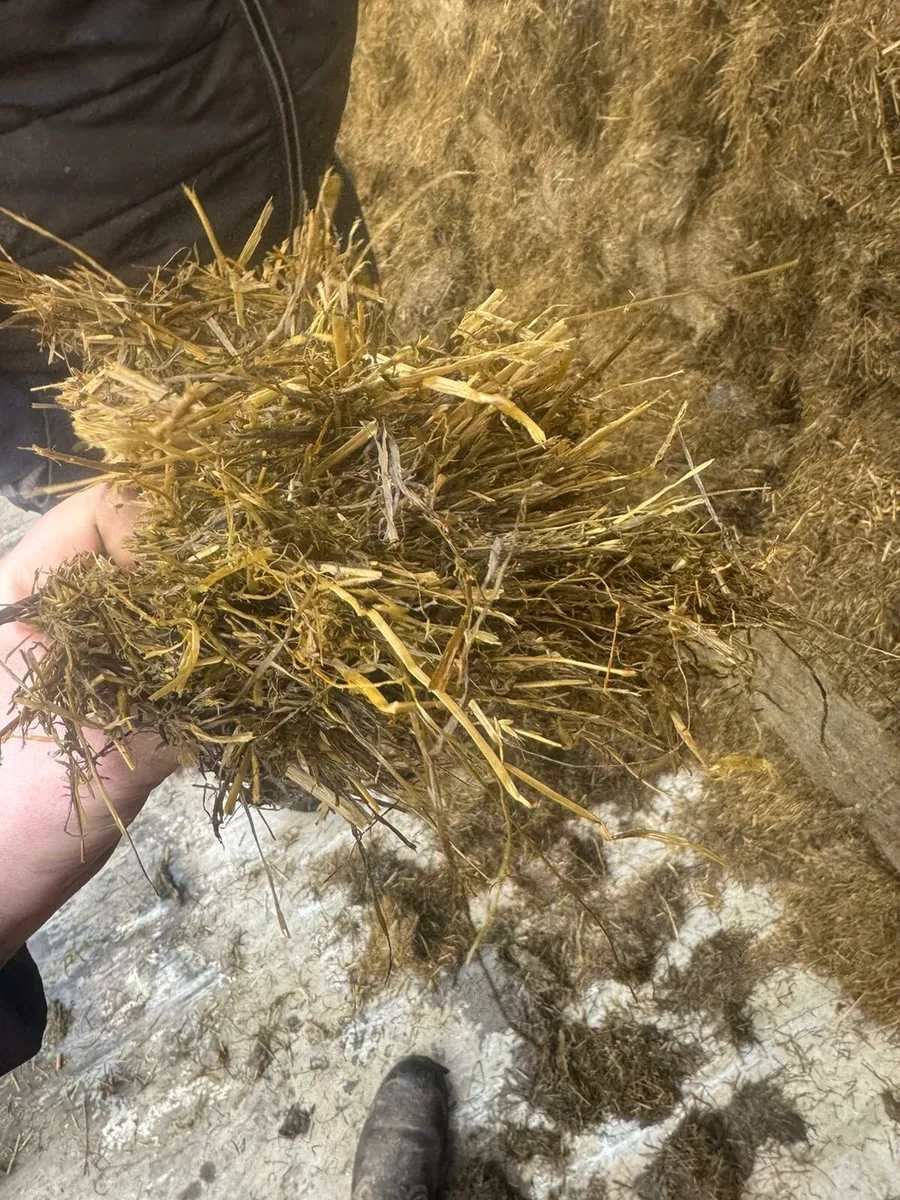 Pit silage - Image 3