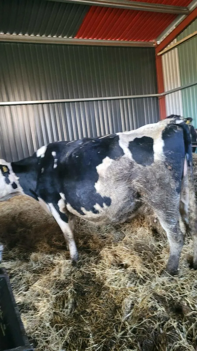 2 british Fr incalf cows - Image 1