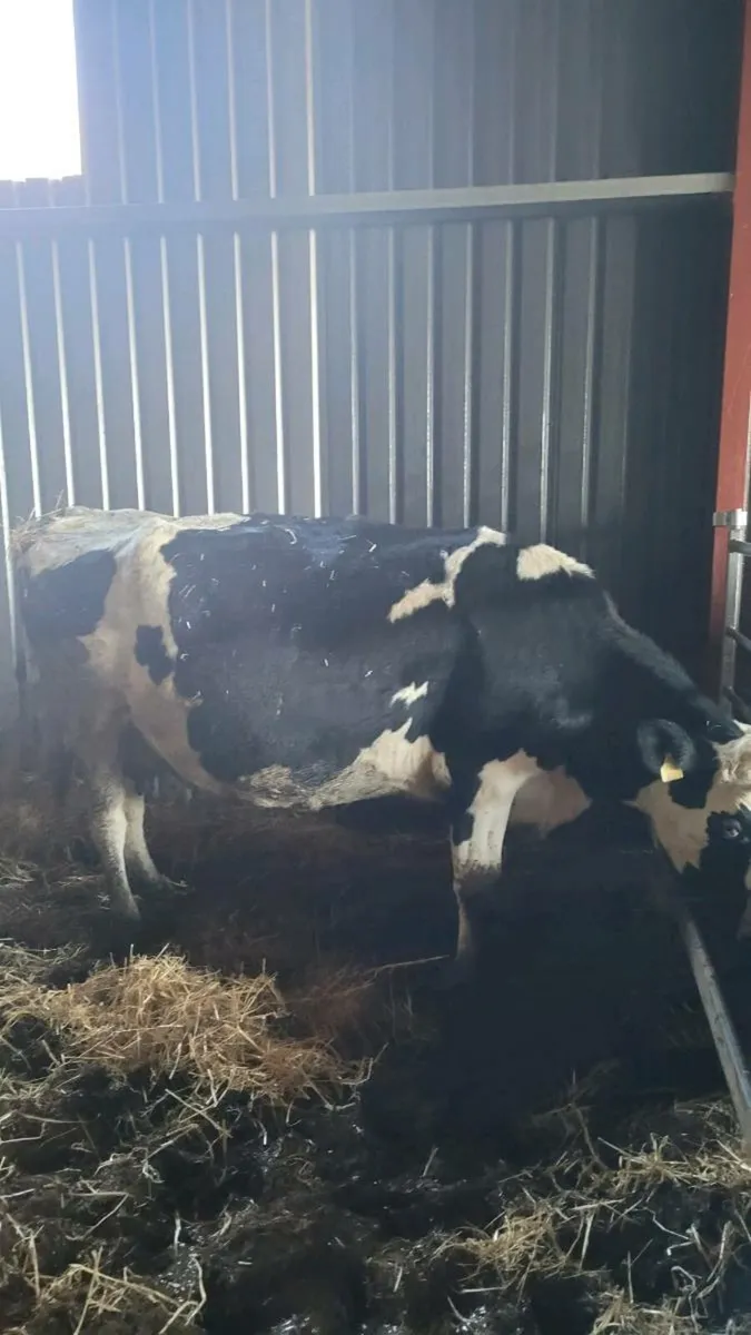 2 british Fr incalf cows - Image 3