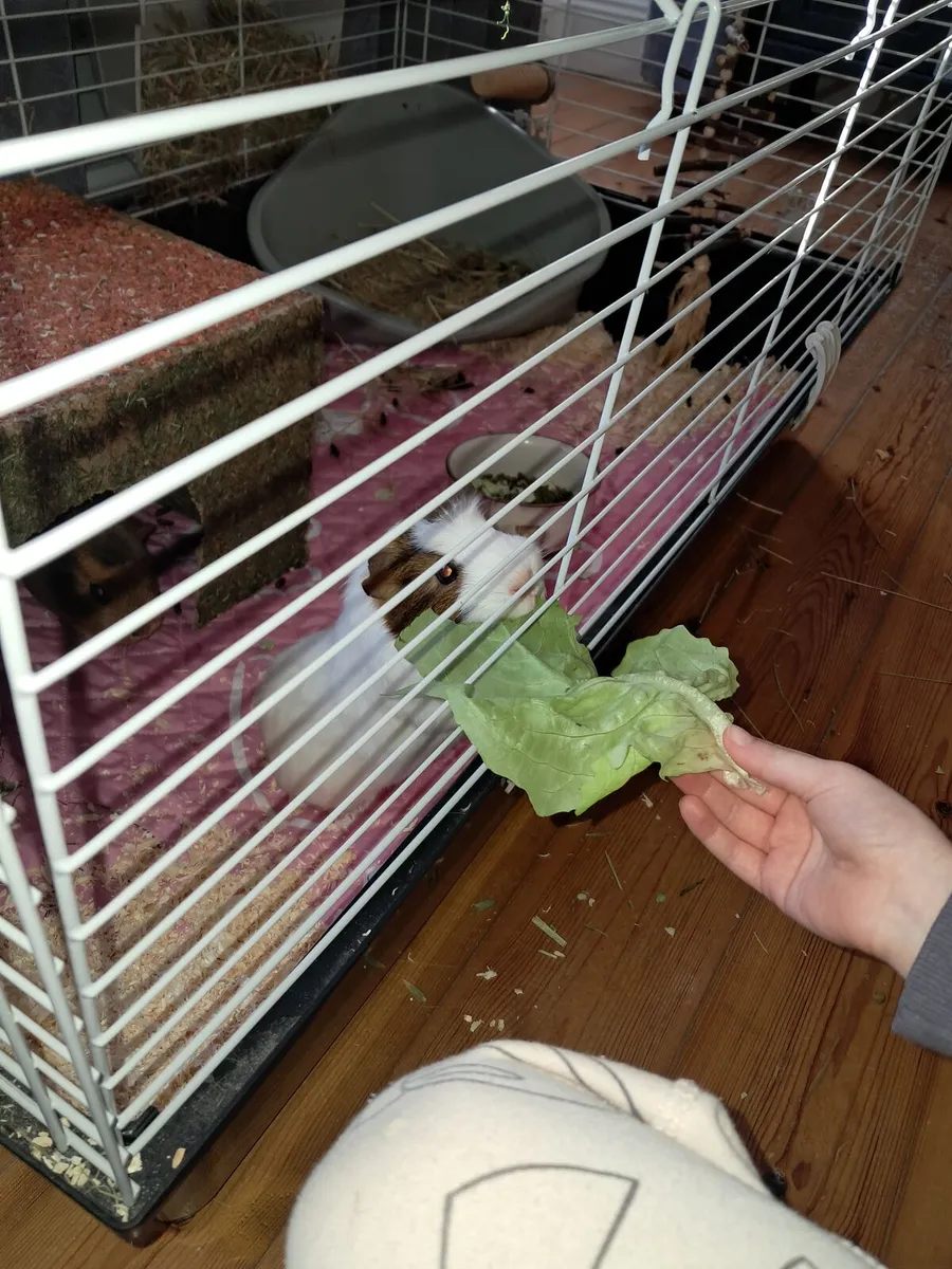 Guinea pigs - Image 1