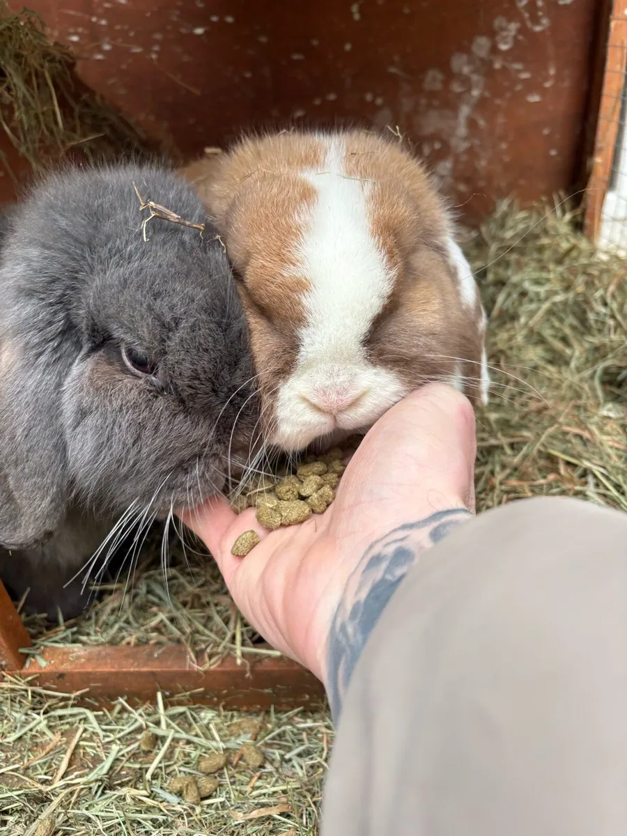 Lop eared rabbits - Image 1