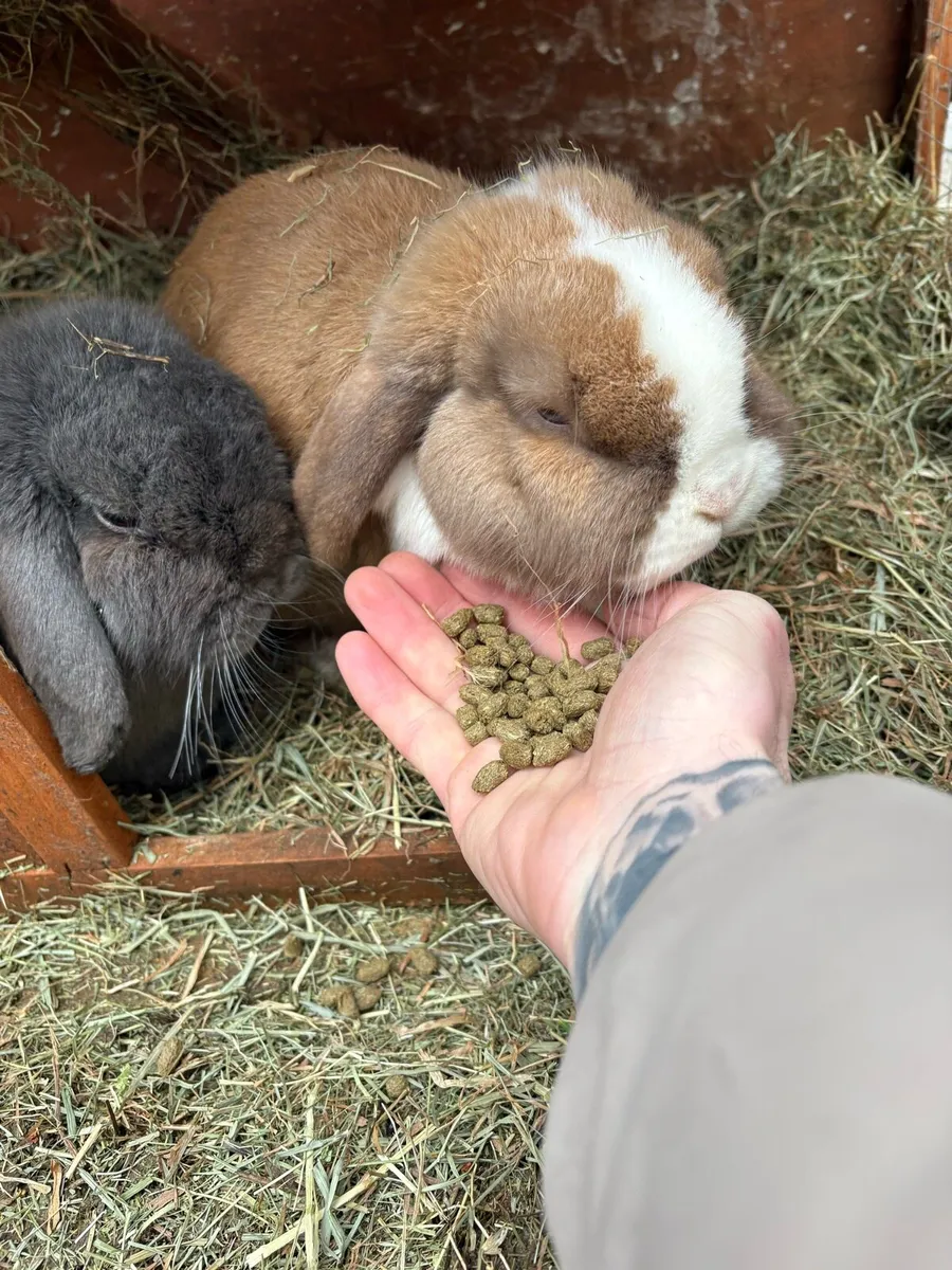 Lop eared rabbits - Image 2