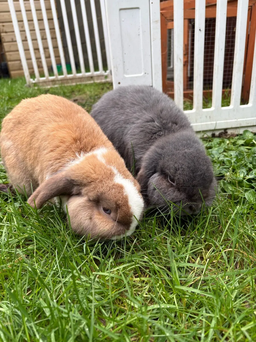 Lop eared rabbits - Image 3