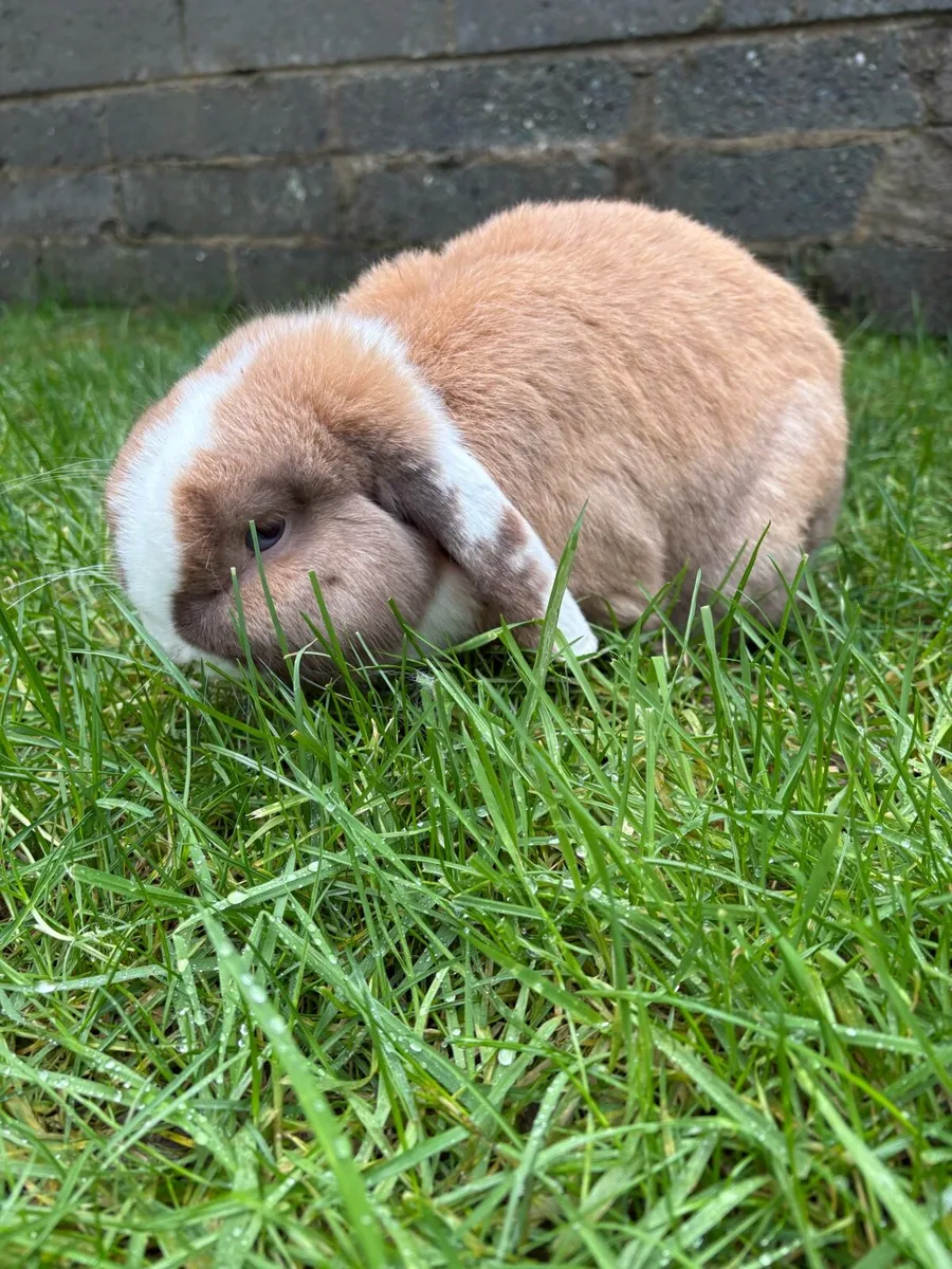 Lop eared rabbits - Image 4