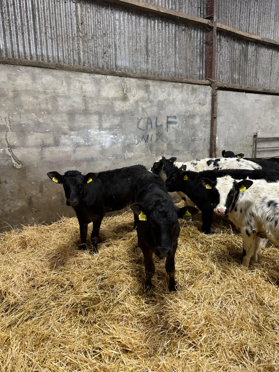 Lim and blue heifers - Image 2