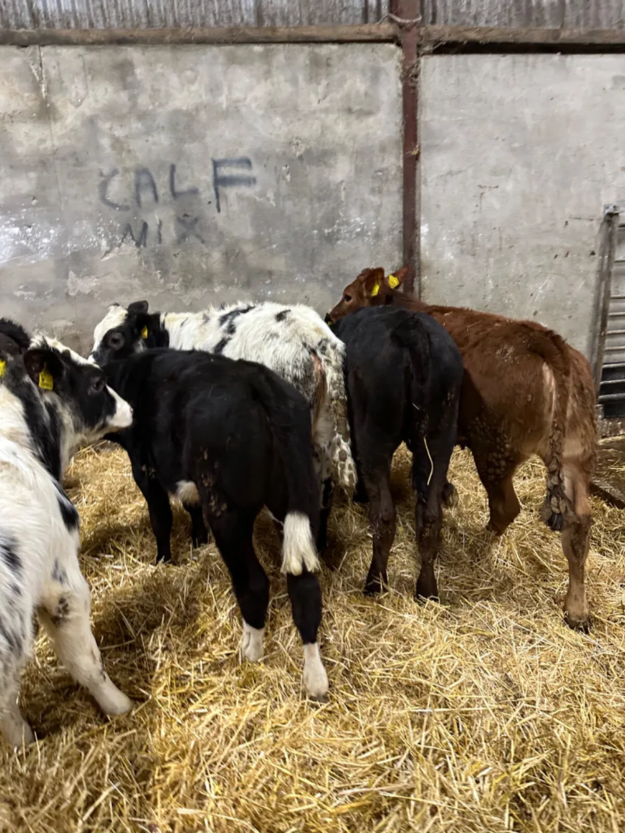 Lim and blue heifers - Image 4