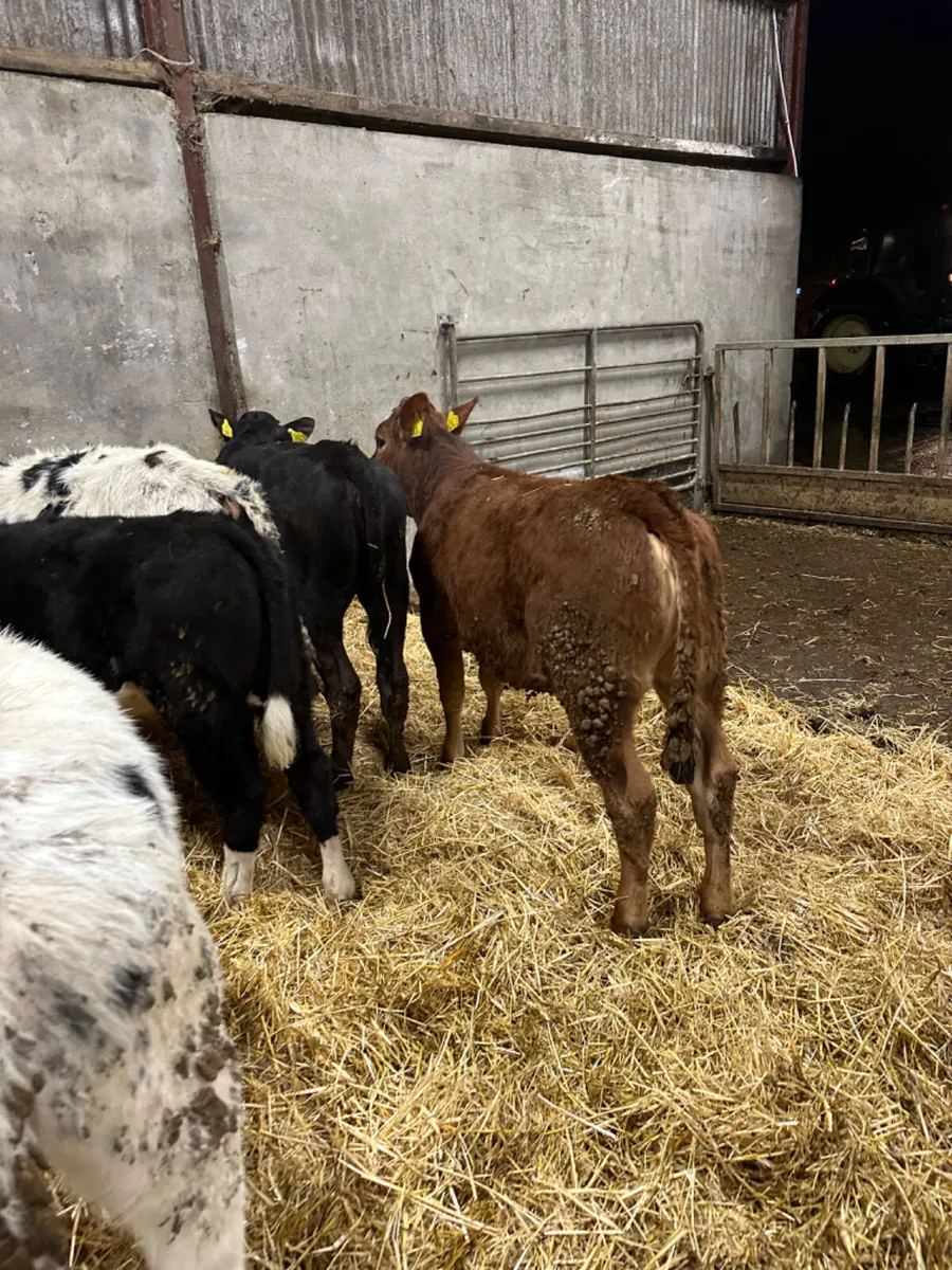 Lim and blue heifers - Image 3