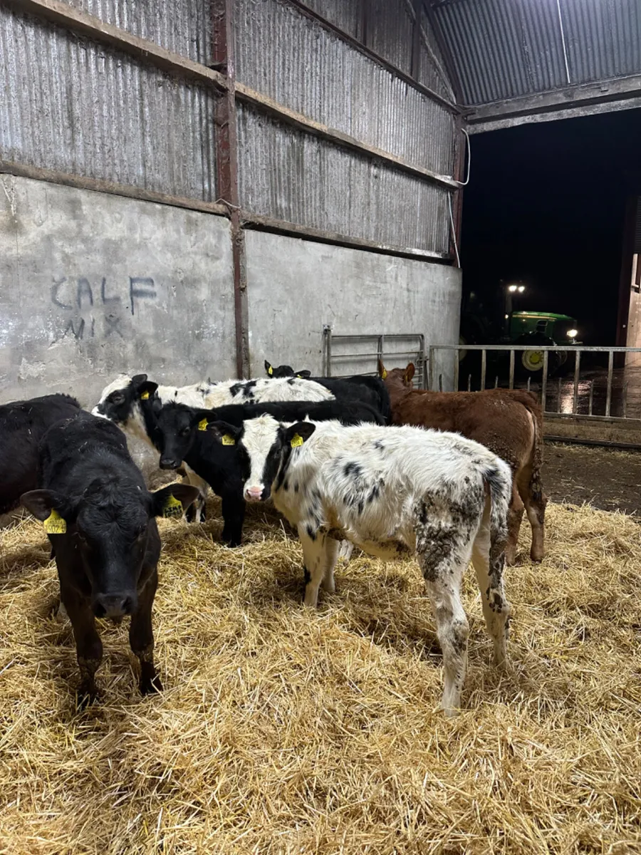 Lim and blue heifers - Image 1