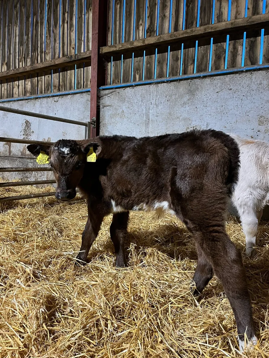 3 Super Angus Bulls - Image 1