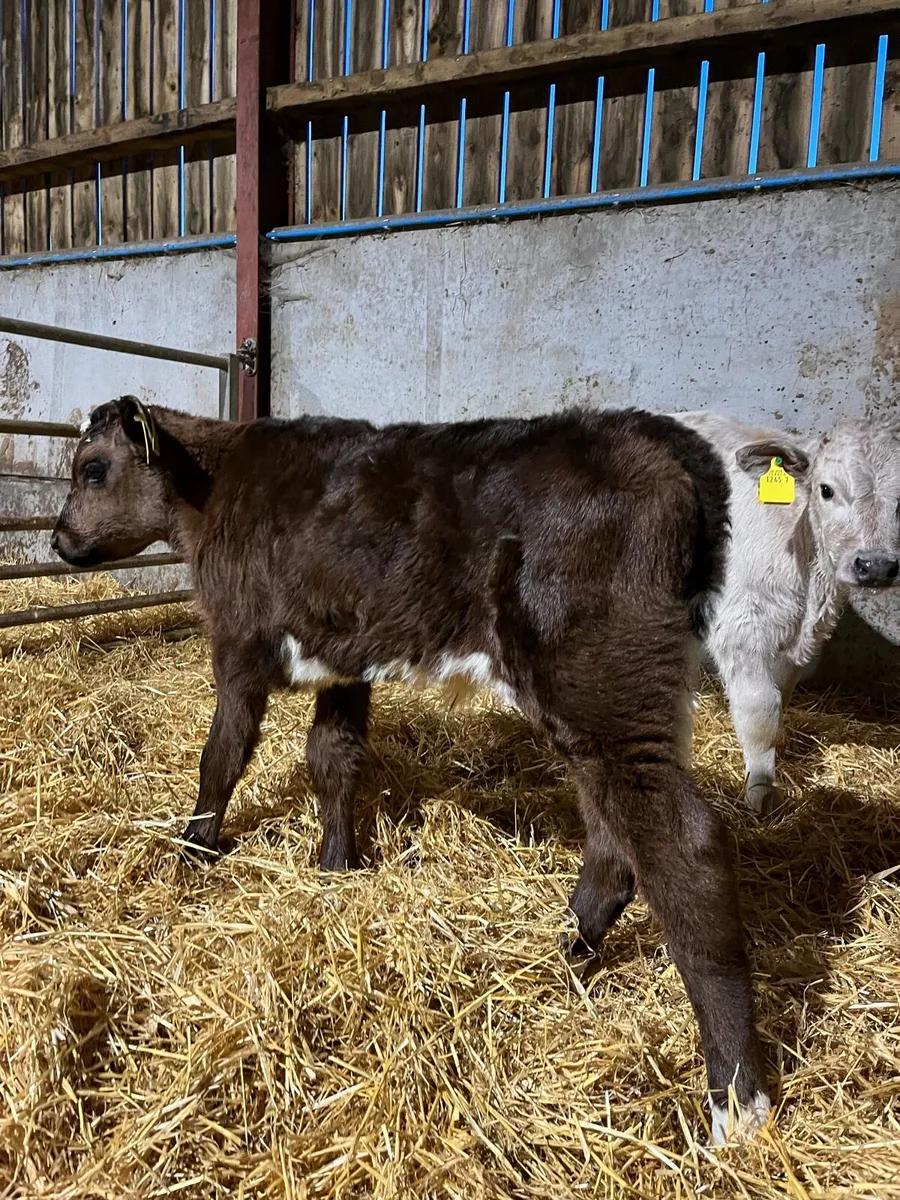 3 Super Angus Bulls - Image 2