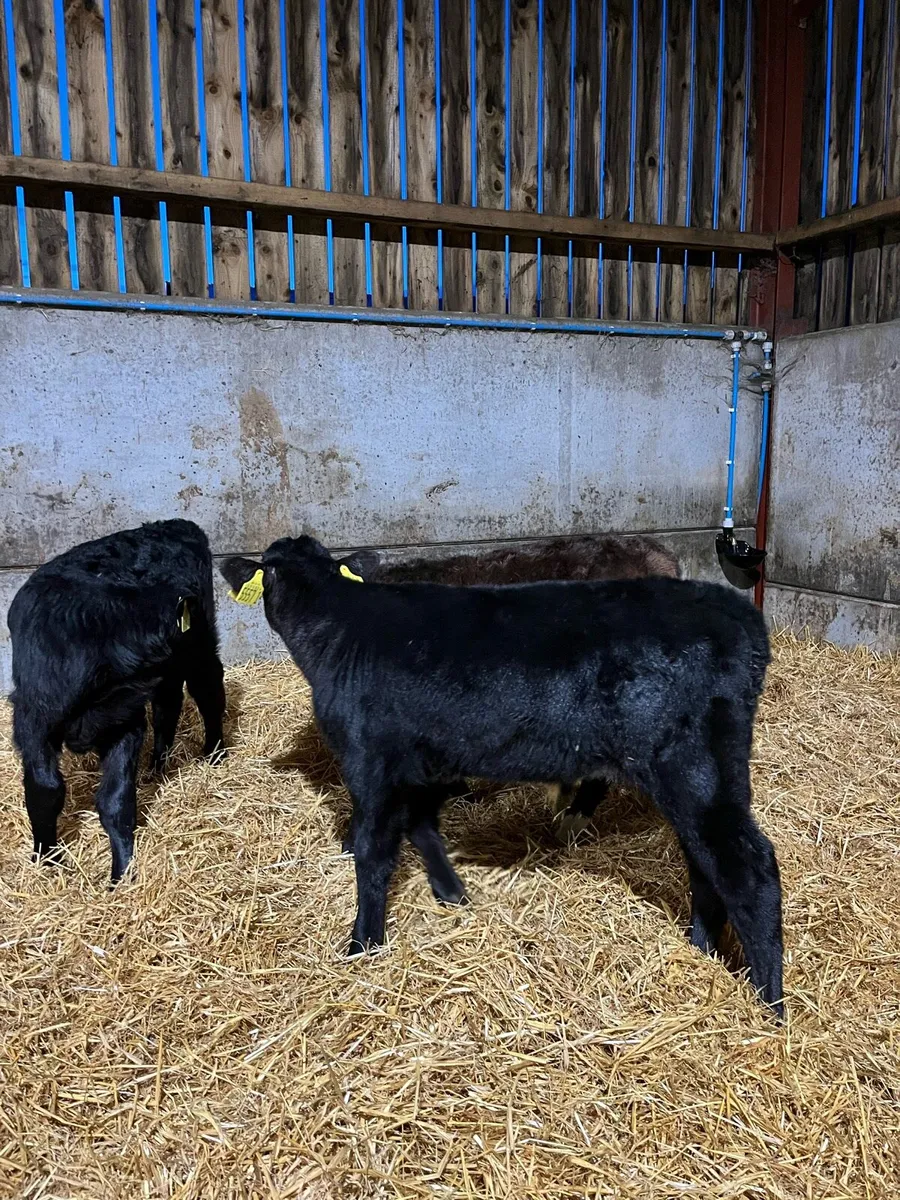 3 Super Angus Bulls - Image 3