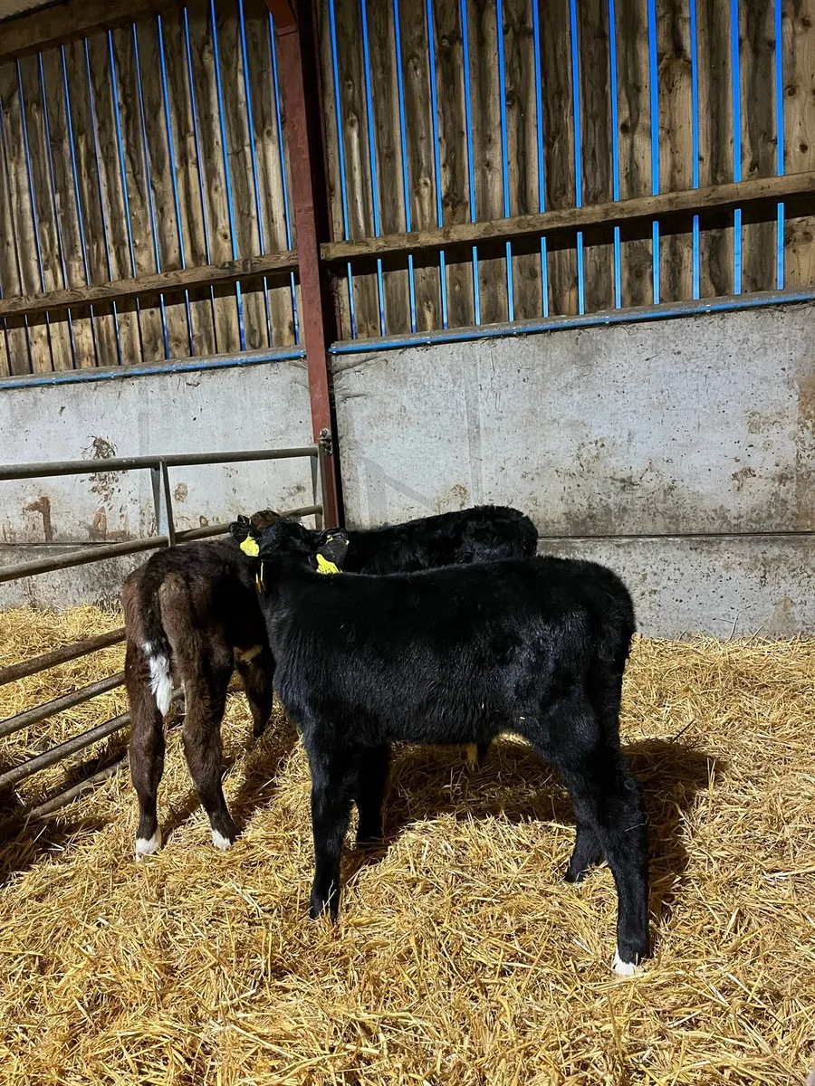 3 Super Angus Bulls - Image 4