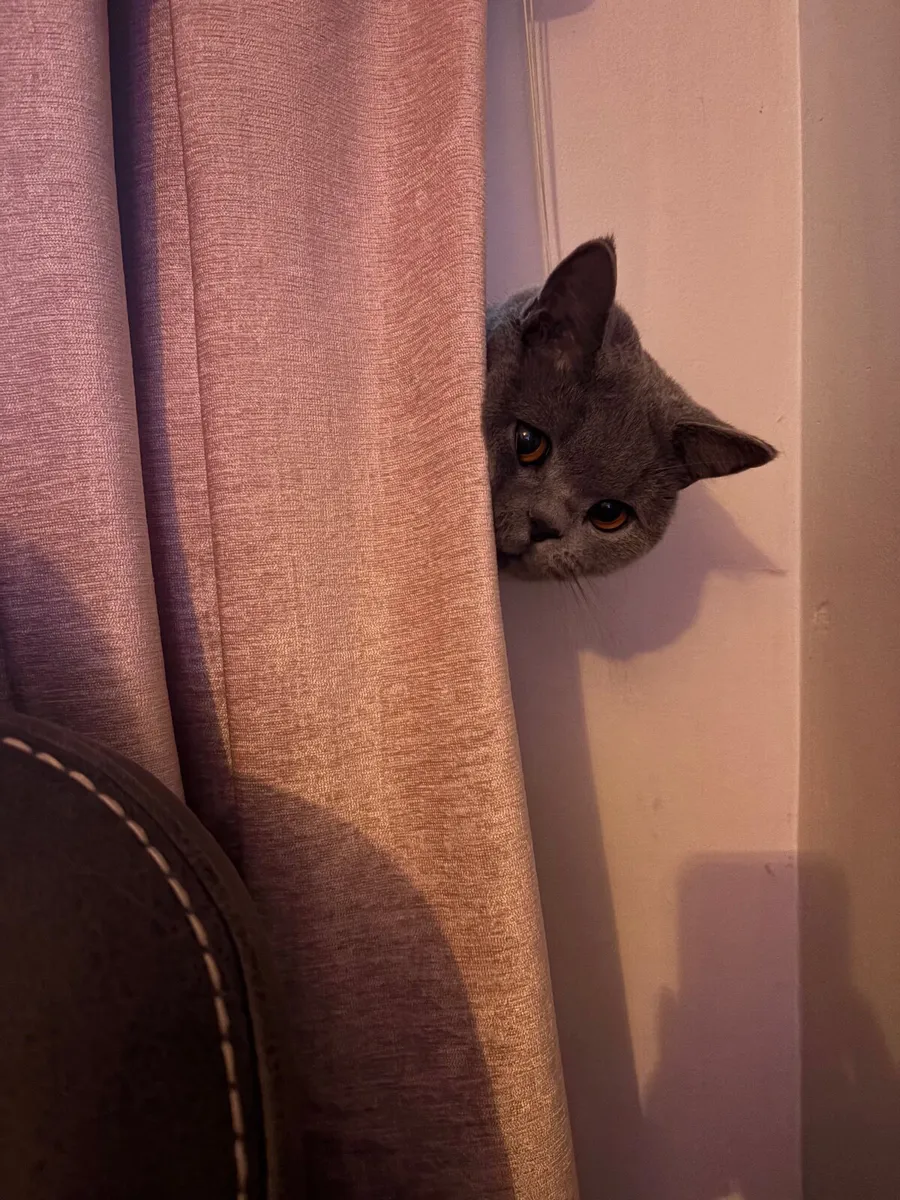 British Shorthair male - Image 2