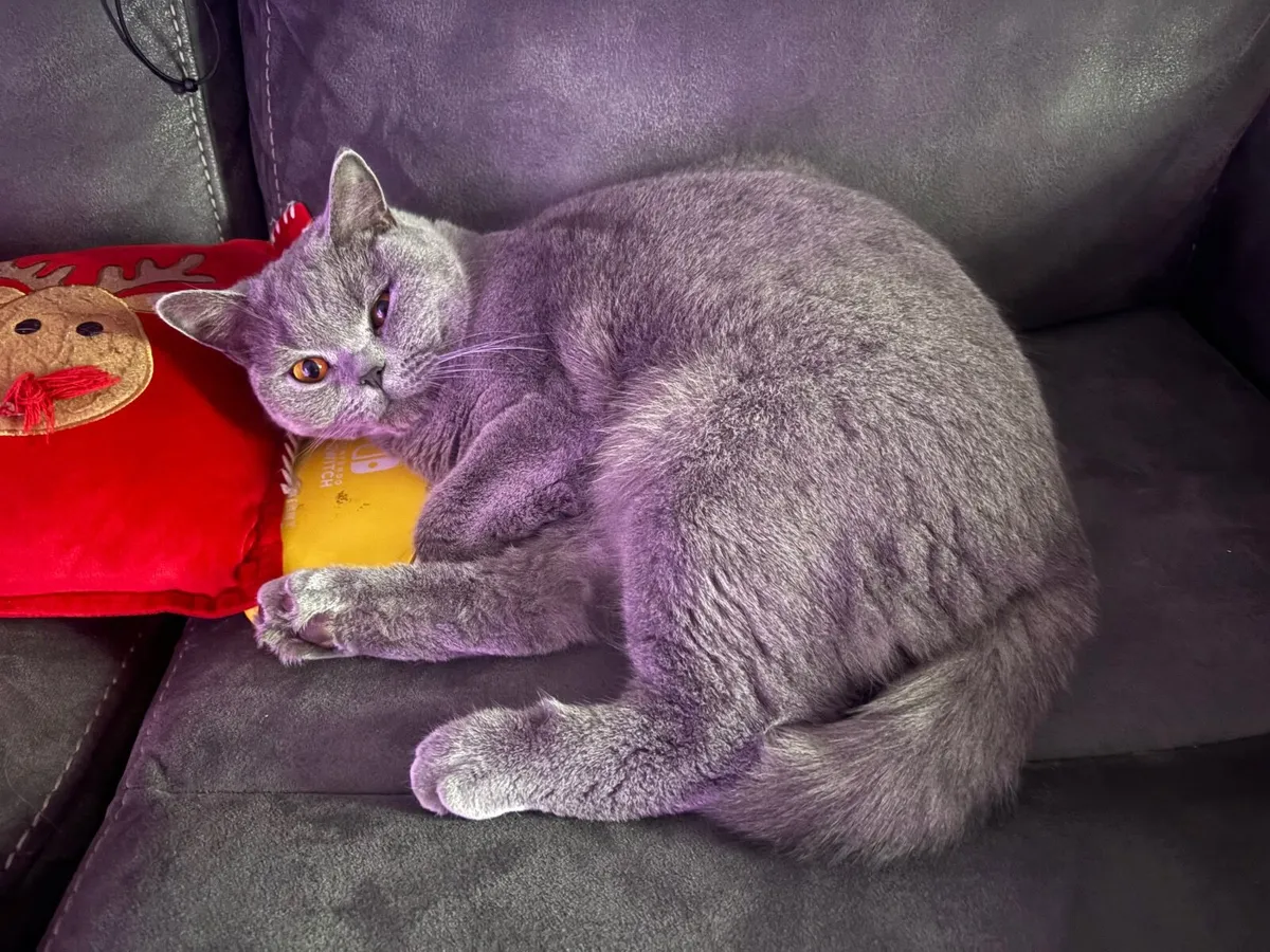 British Shorthair male - Image 3