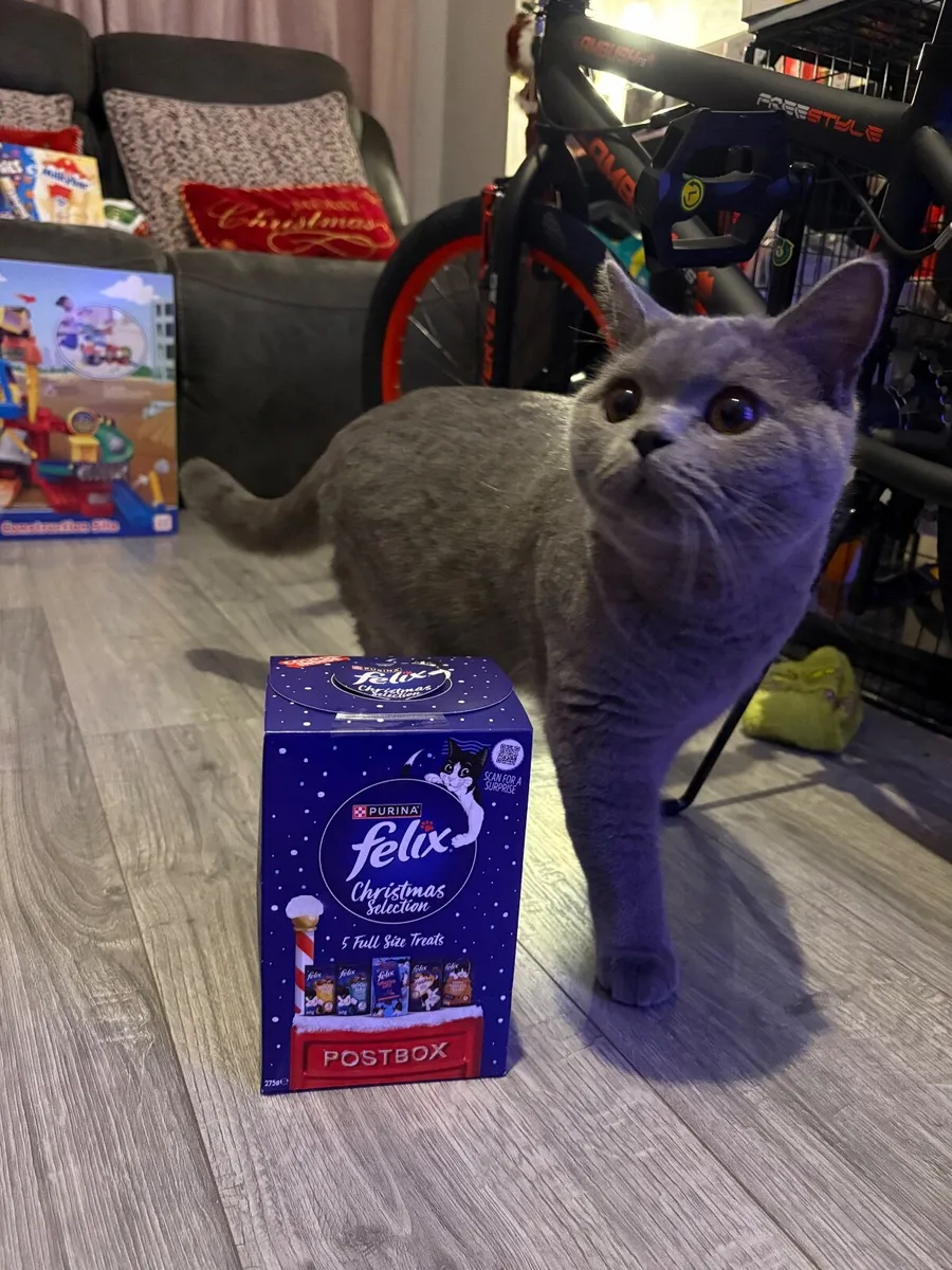 British Shorthair male - Image 4