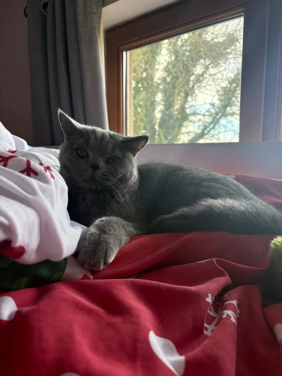 British Shorthair male - Image 1