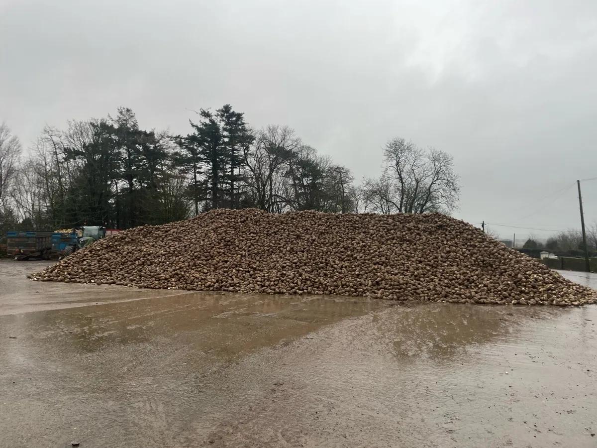 Gahan sugar beet - Image 1