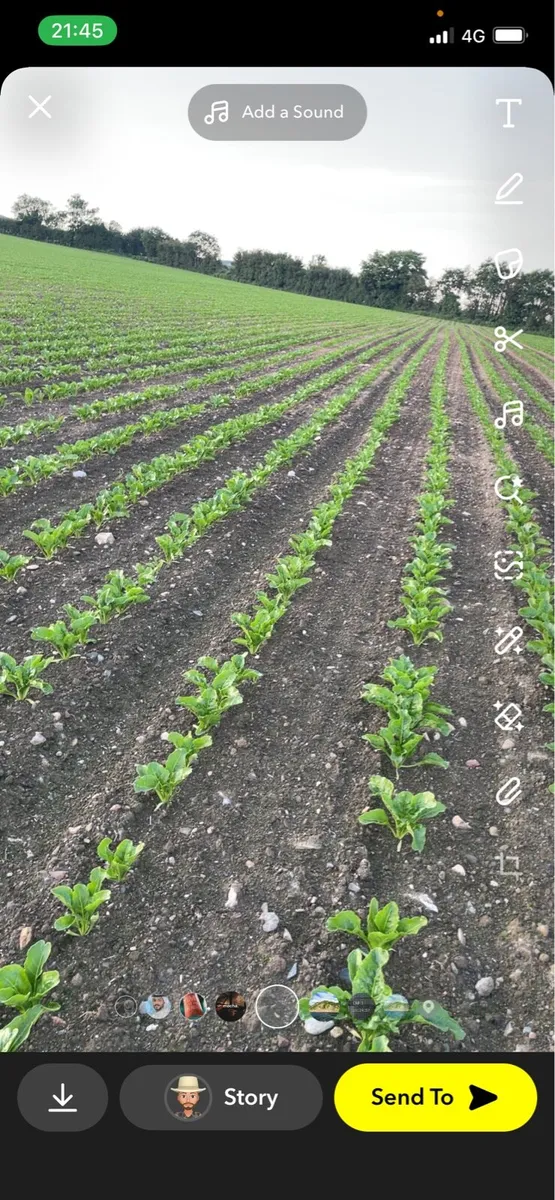 Gahan sugar beet - Image 3