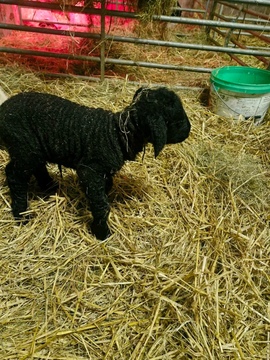 Pet suck lamb - Image 1