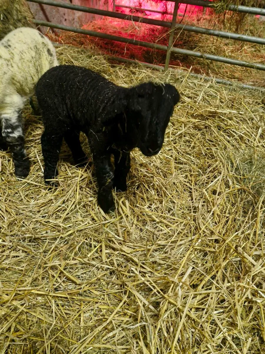 Pet suck lamb - Image 2