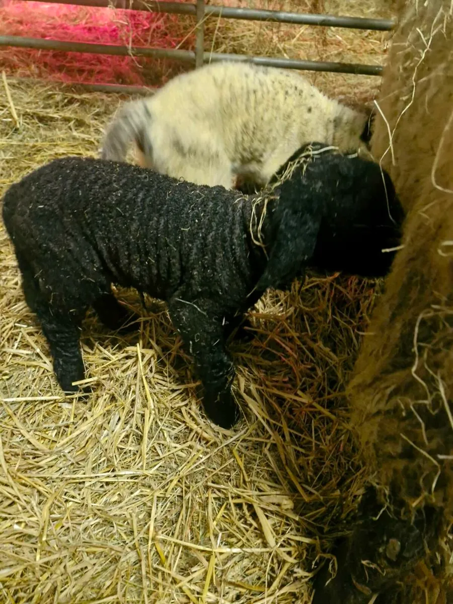 Pet suck lamb - Image 3