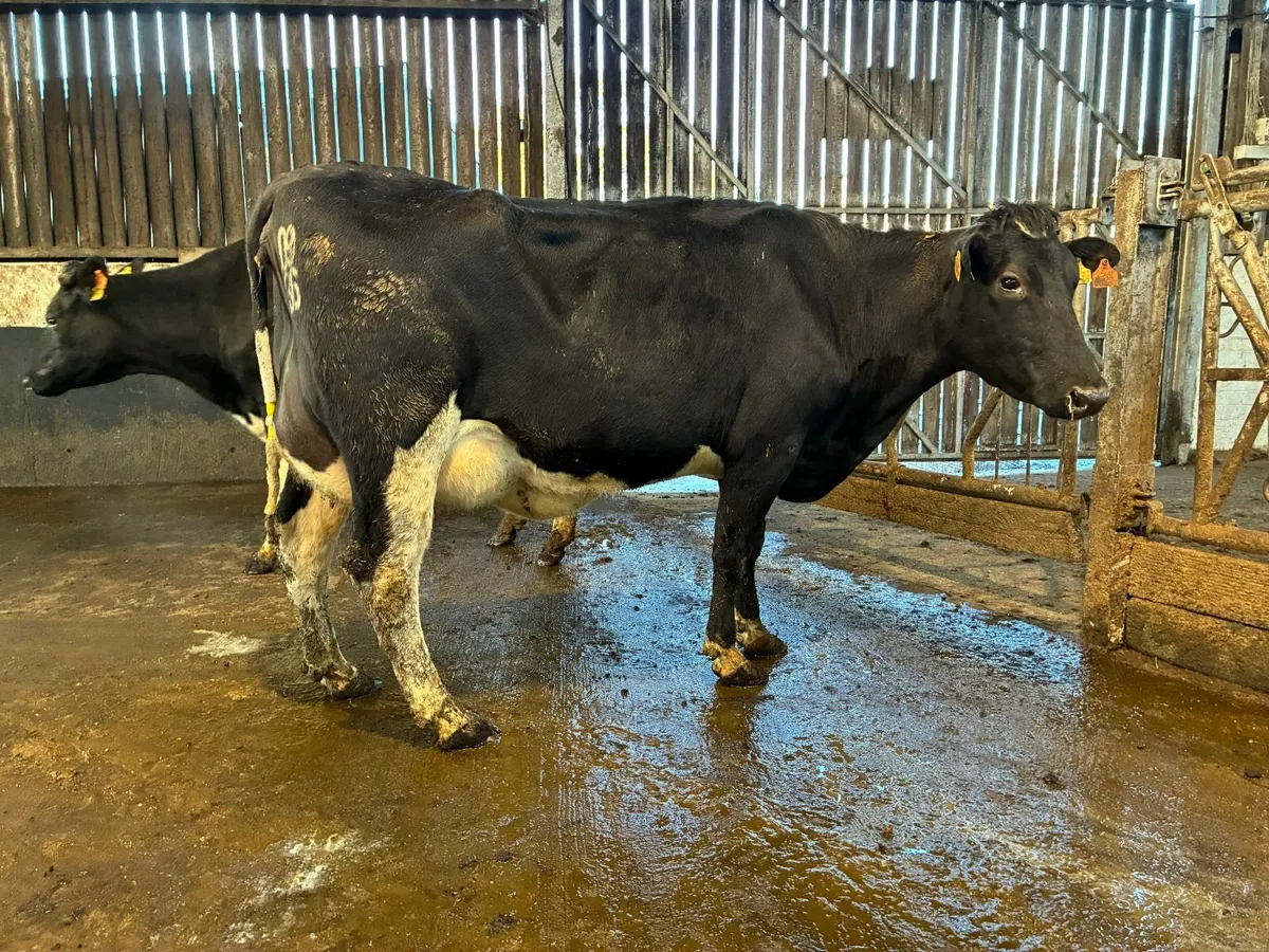 Fresh Calved Cows and Heifers - Image 1