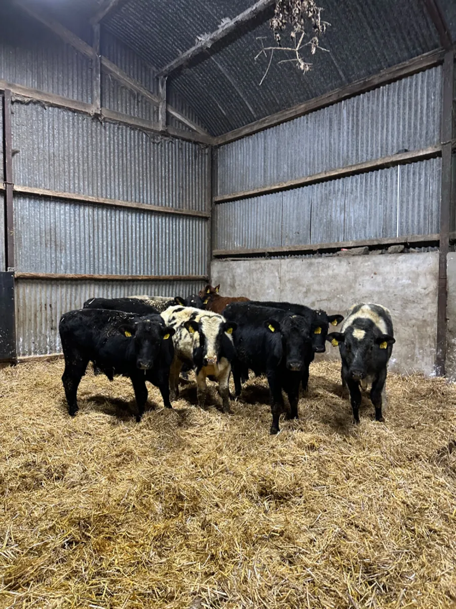 Angus and blue bulls - Image 2