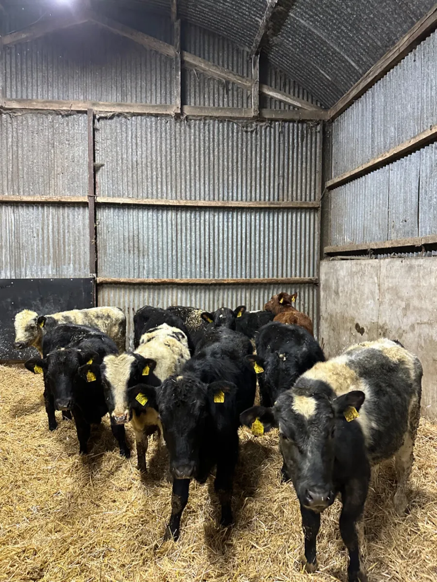 Angus and blue bulls - Image 3