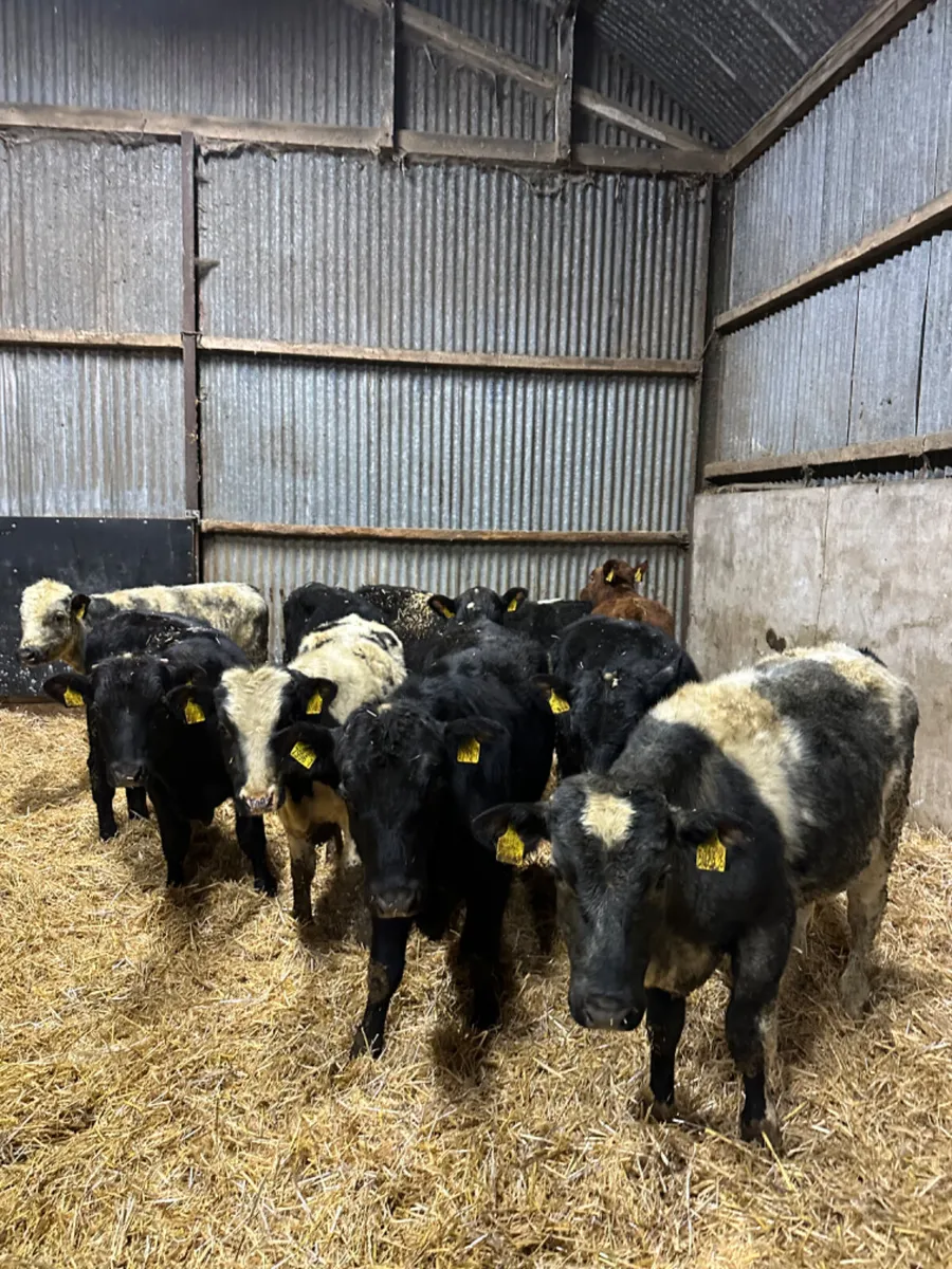 Angus and blue bulls - Image 1