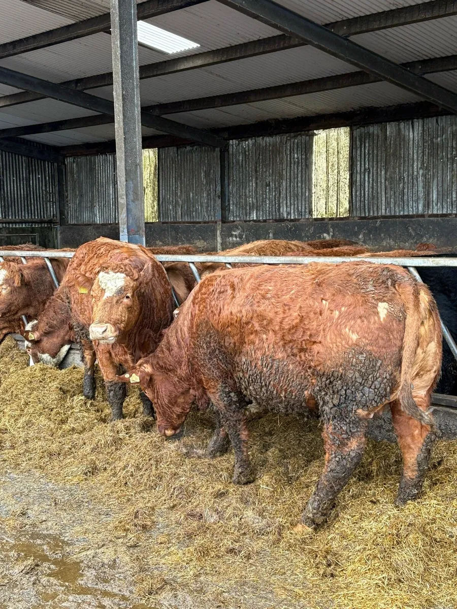 Lmx springers - Image 3