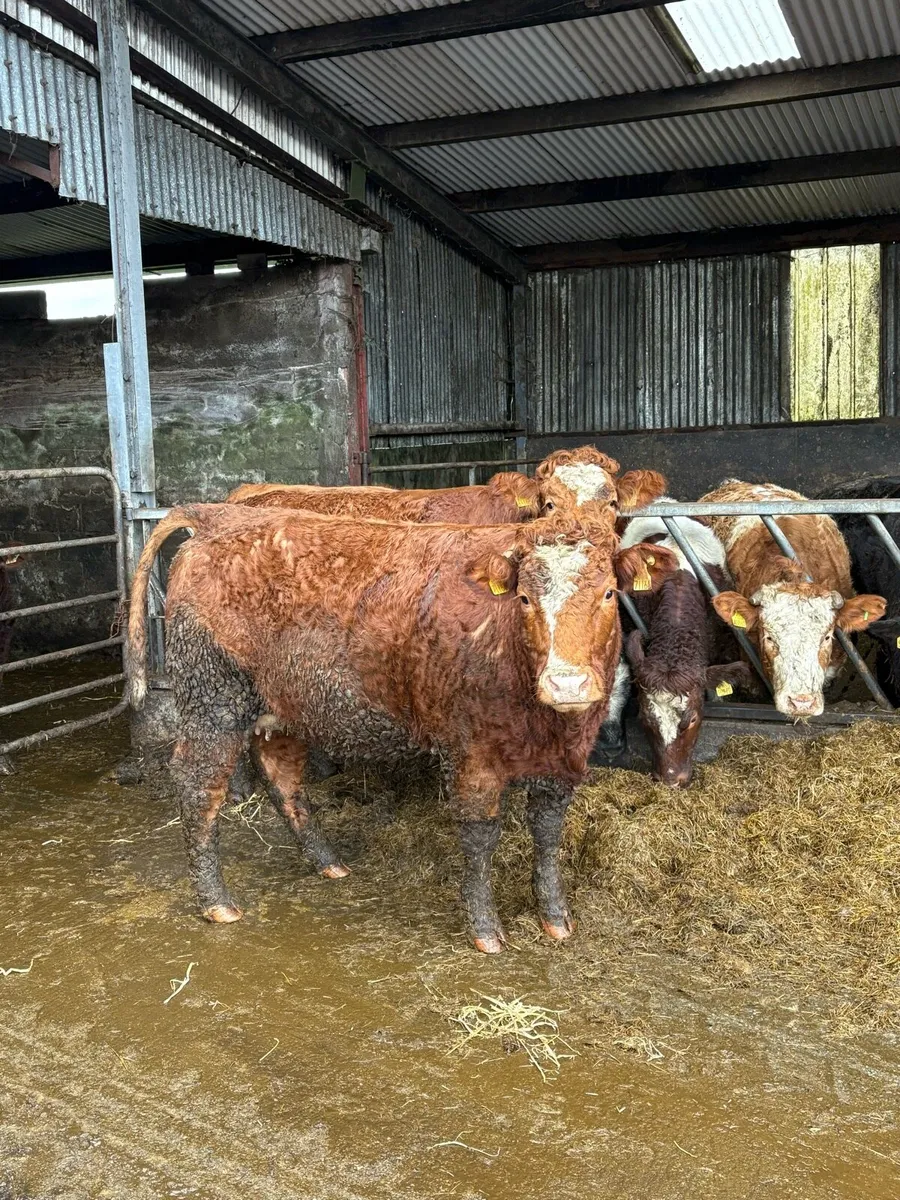 Lmx springers - Image 2