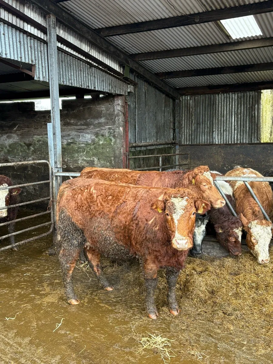 Lmx springers - Image 4