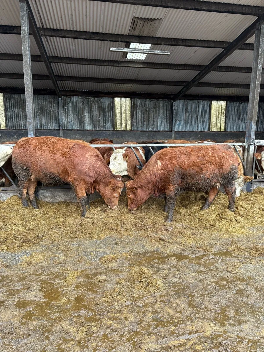 Lmx springers - Image 1