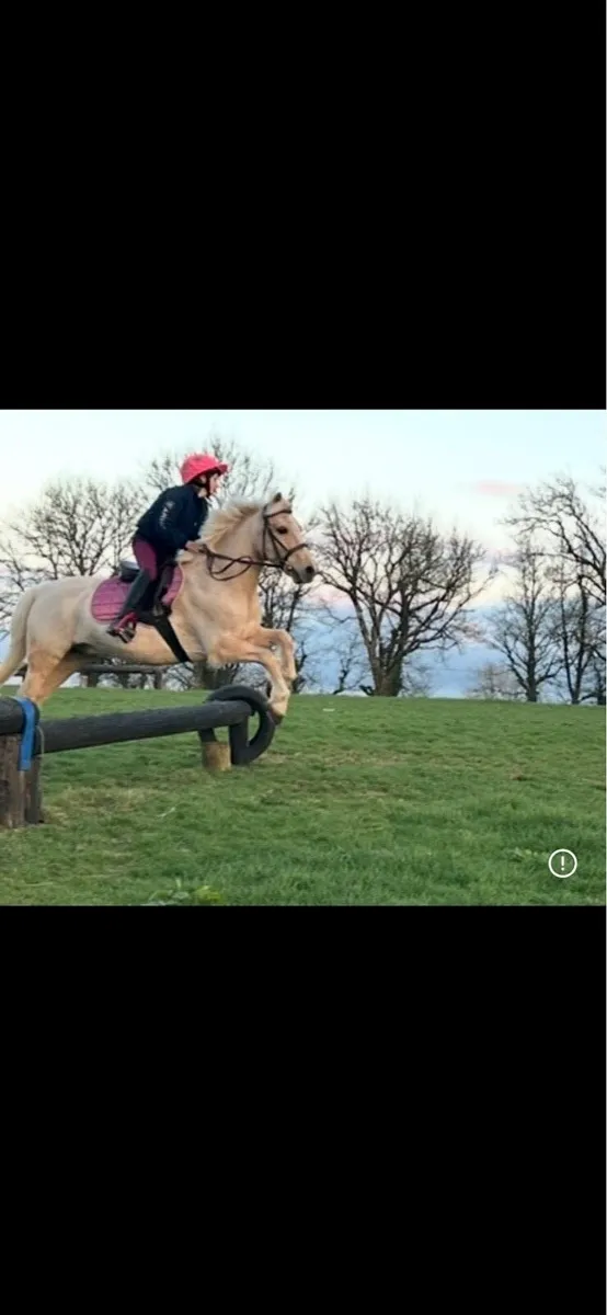 13hh Palomino Pony - Image 1