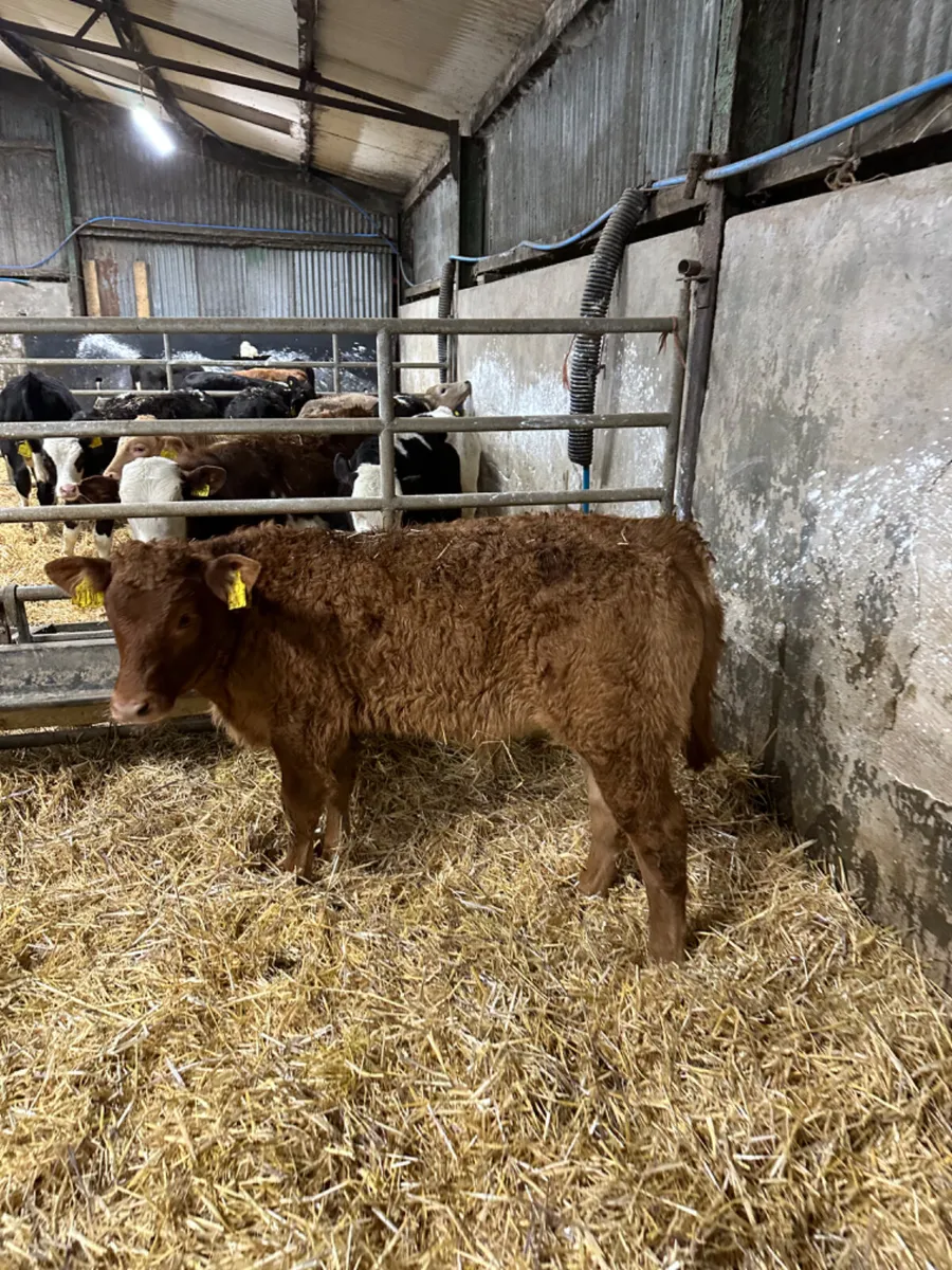 Charolais and lim bull - Image 3