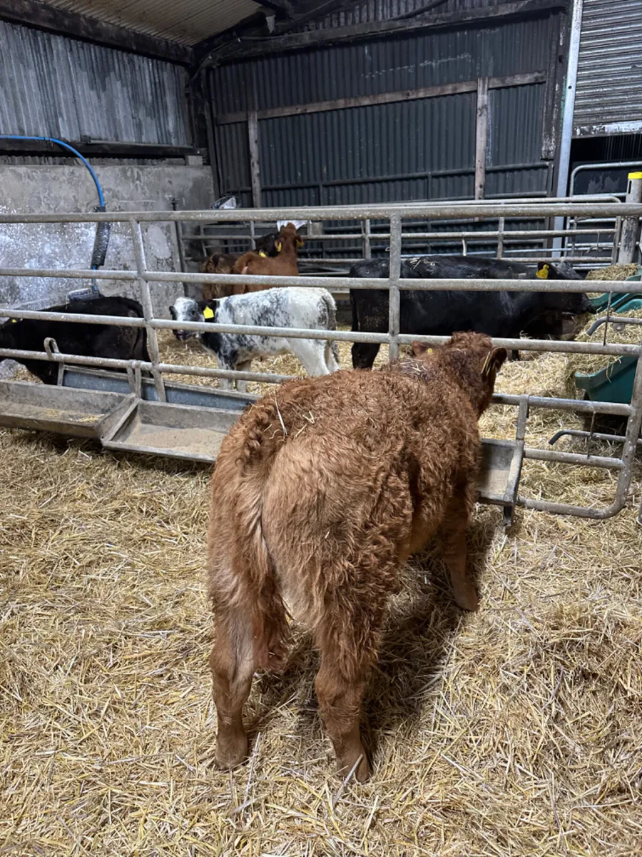 Charolais and lim bull - Image 4