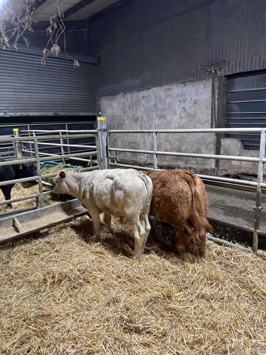 Charolais and lim bull - Image 2