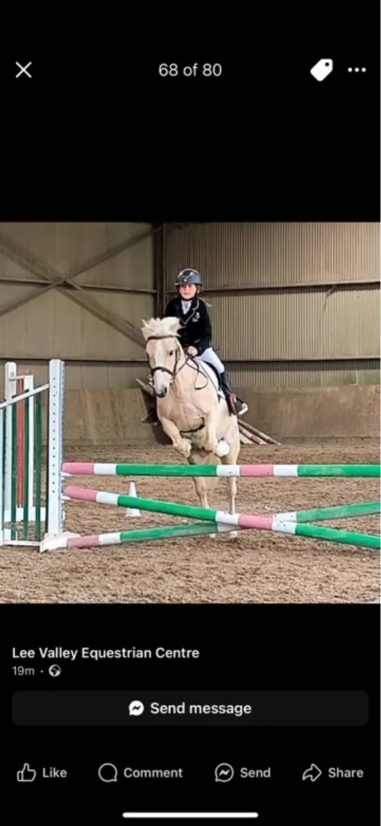 13hh Palomino Pony - Image 2
