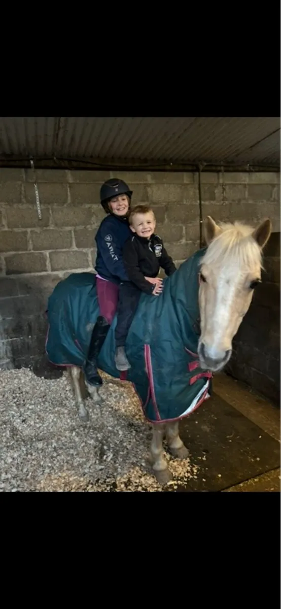 13hh Palomino Pony - Image 3