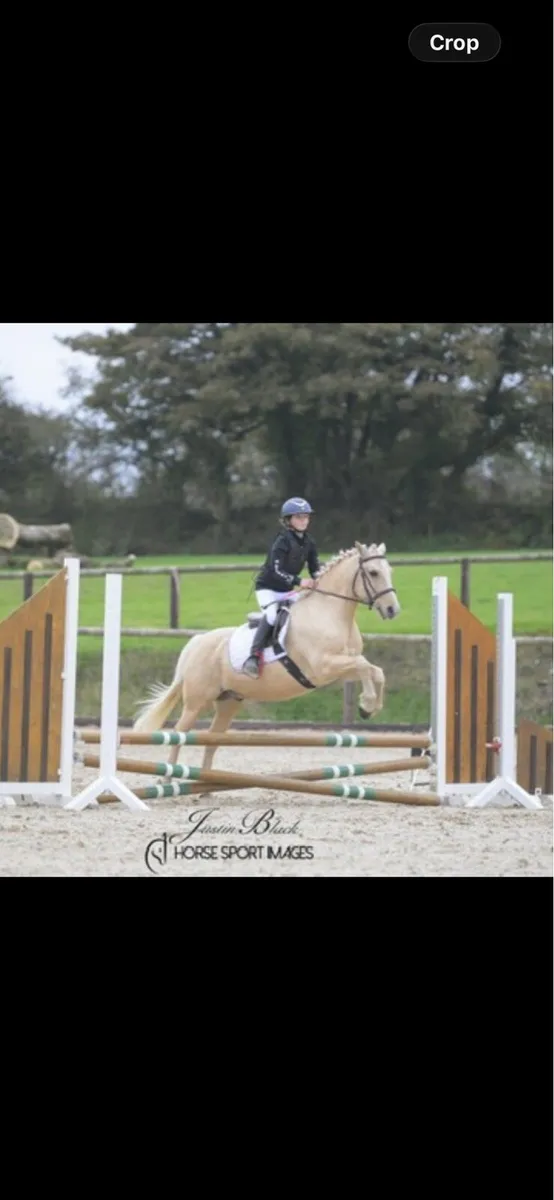 13hh Palomino Pony - Image 4