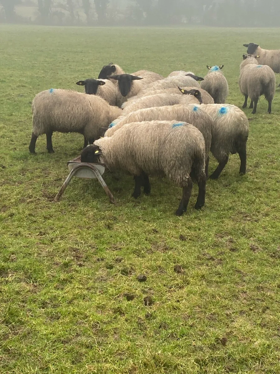 Organic Lambs - Image 1