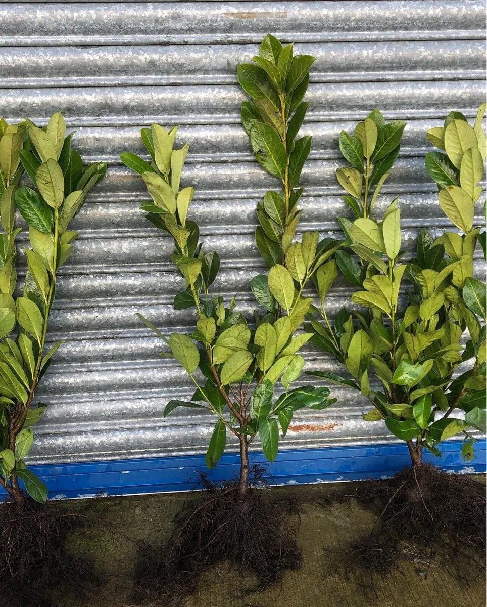 Trees & Hedging - Image 4