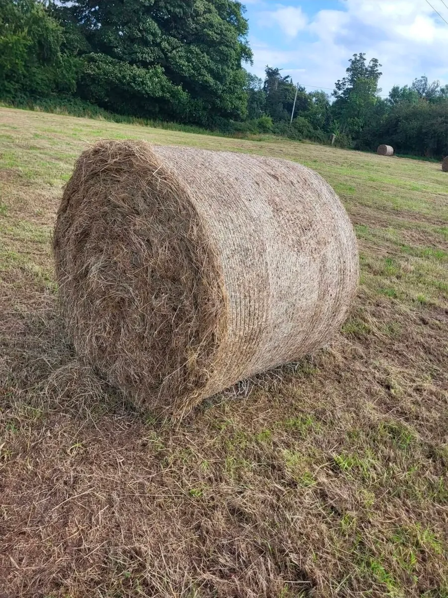 Silage bales - Image 3
