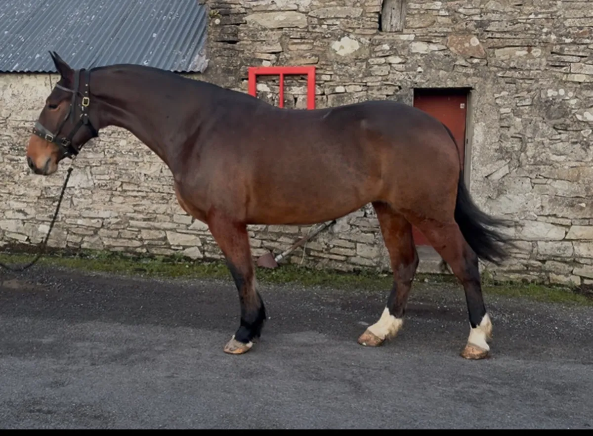 ☘️5yo 16.2 Irish Draught ☘️ - Image 1