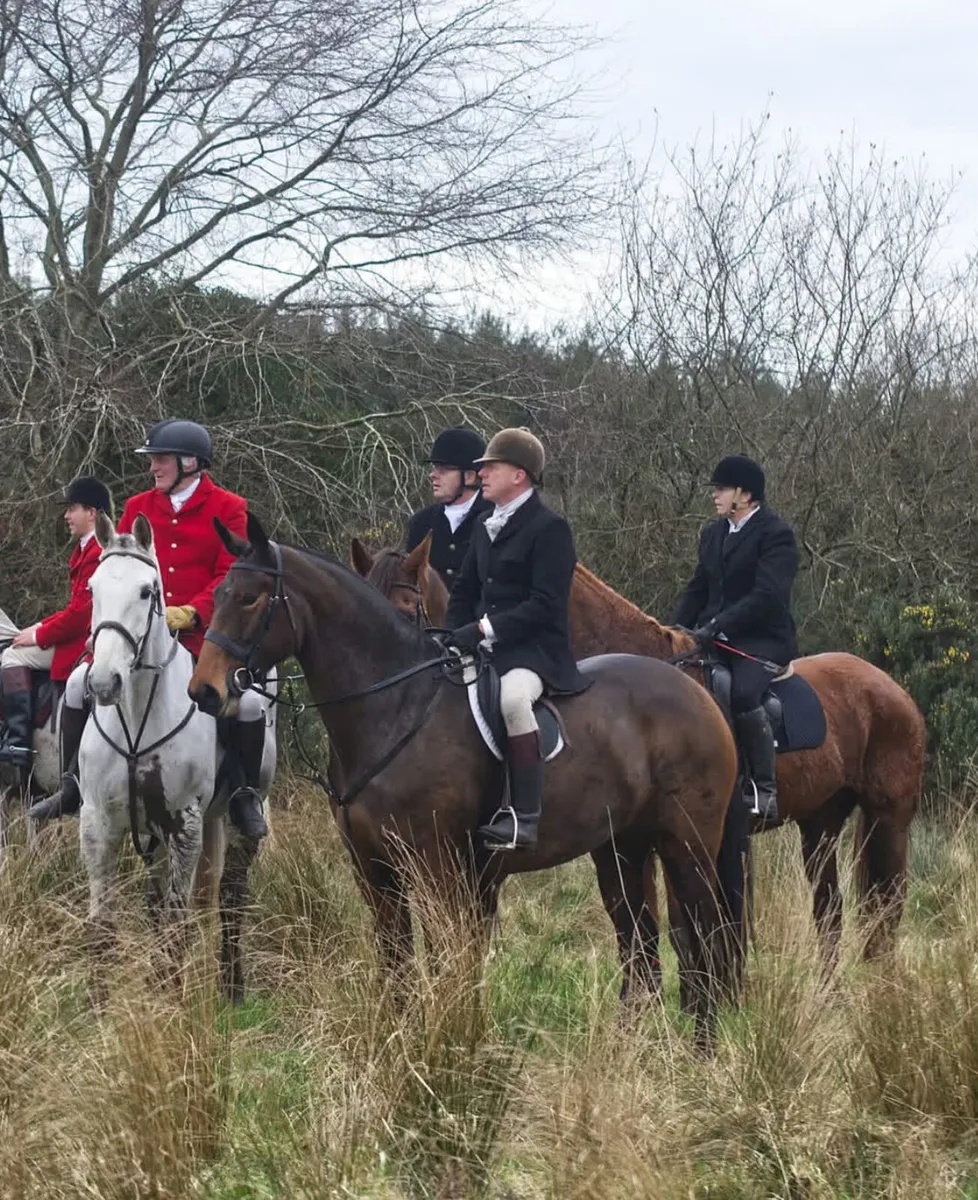 ☘️5yo 16.2 Irish Draught ☘️ - Image 2