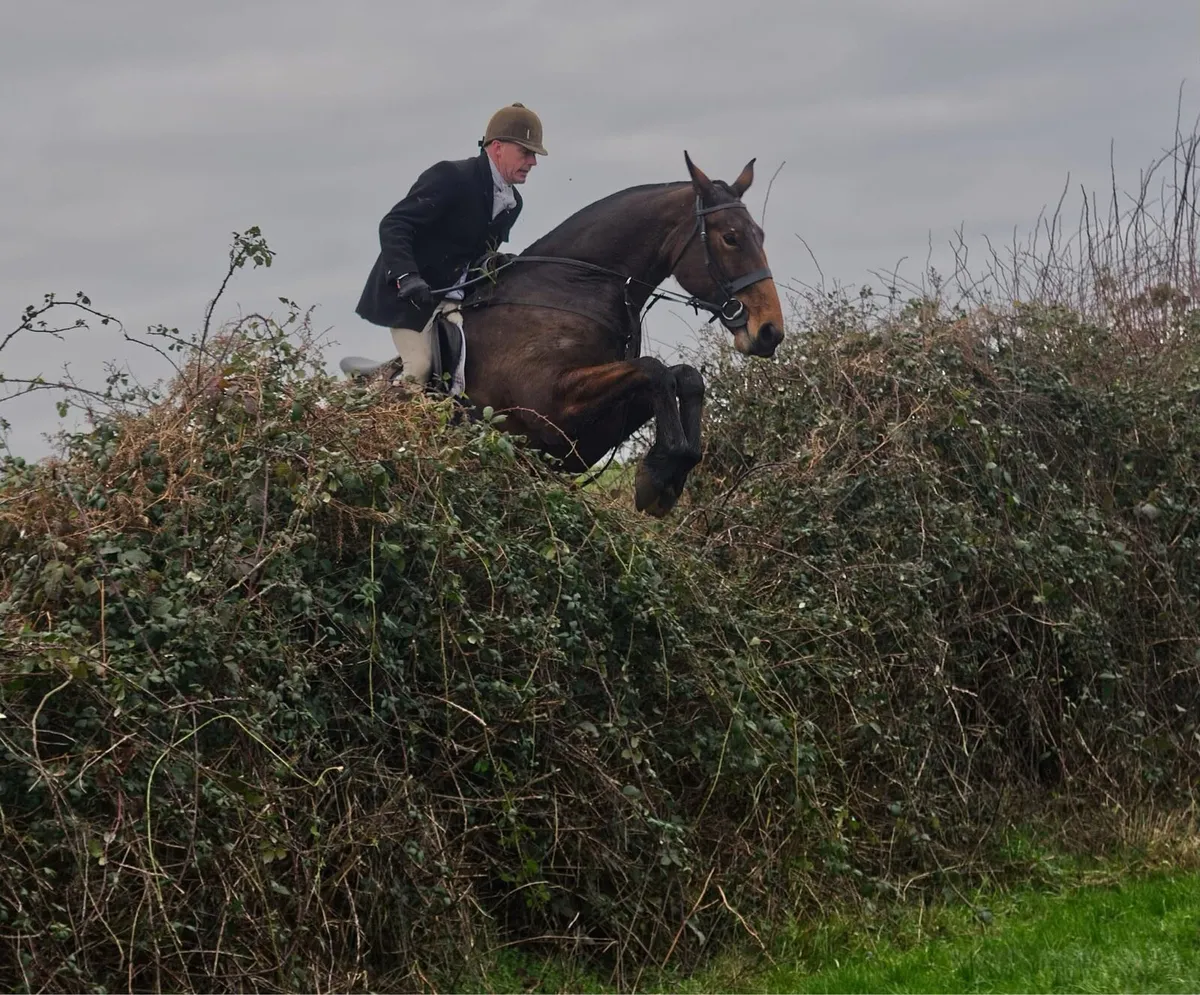 ☘️5yo 16.2 Irish Draught ☘️ - Image 3
