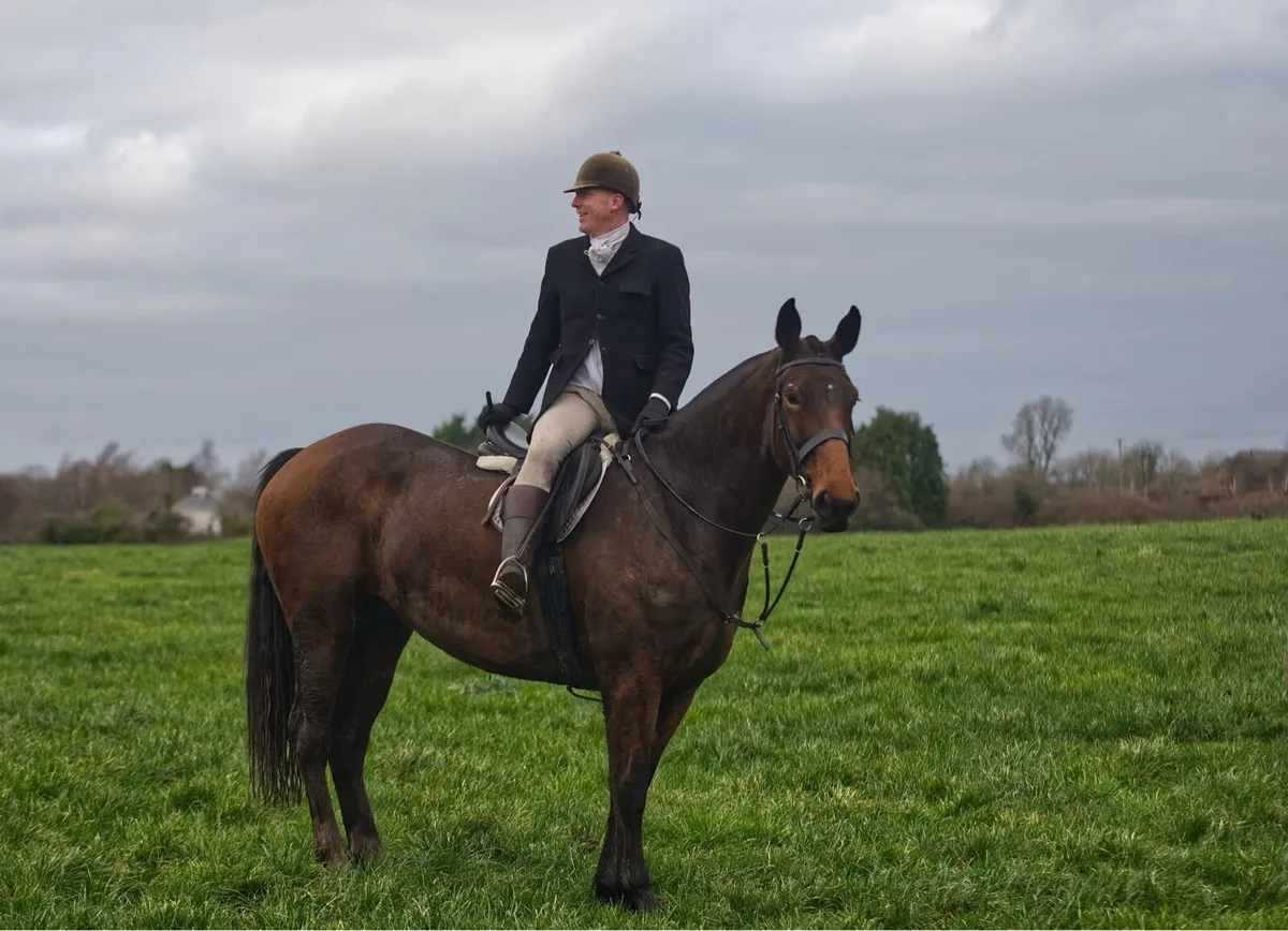 ☘️5yo 16.2 Irish Draught ☘️ - Image 4