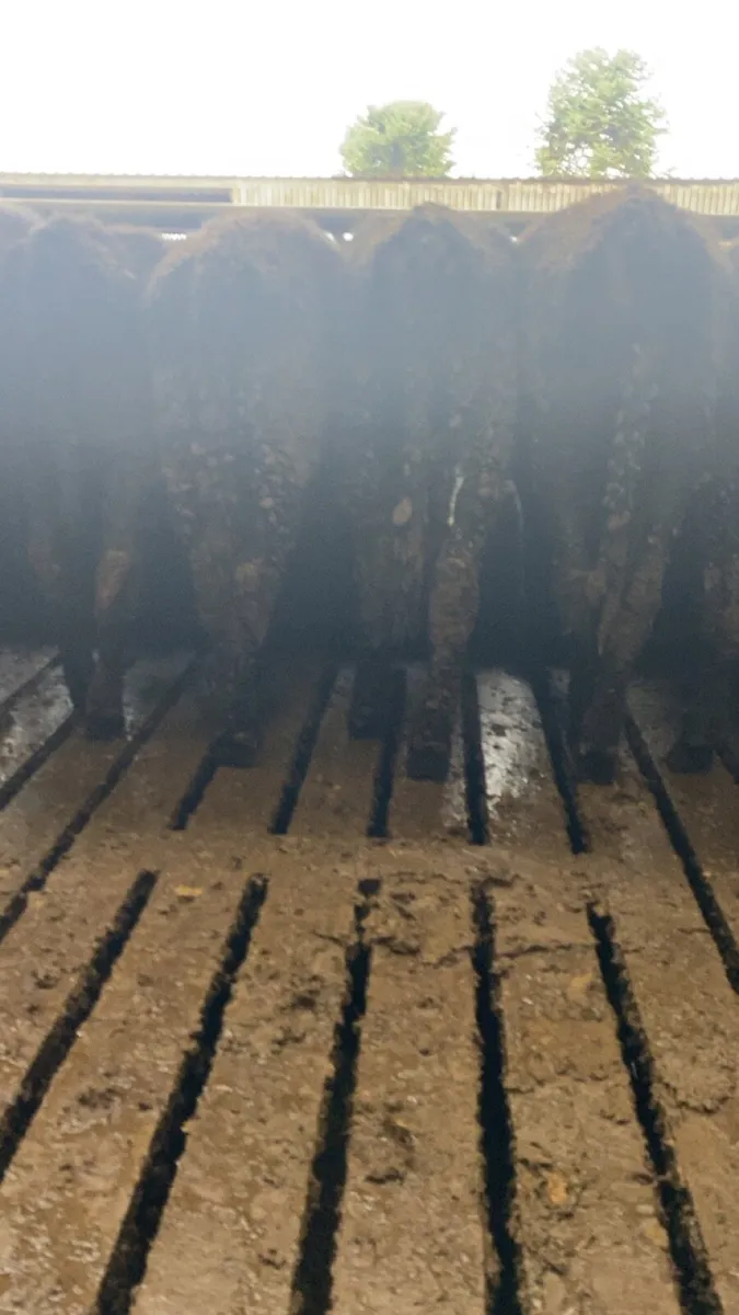 Angus heifers for sale - Image 2